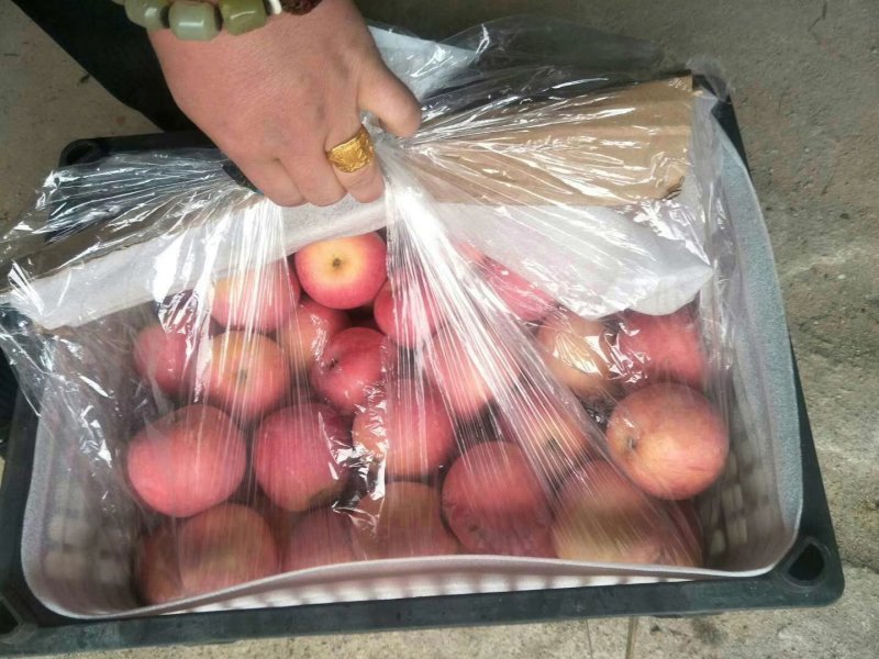 寒富苹果基地盖州产地代办代收辽宁产地