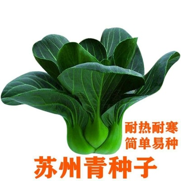 矮脚苏州青种子生长快速叶片宽大肥厚叶色深且光滑口感甜