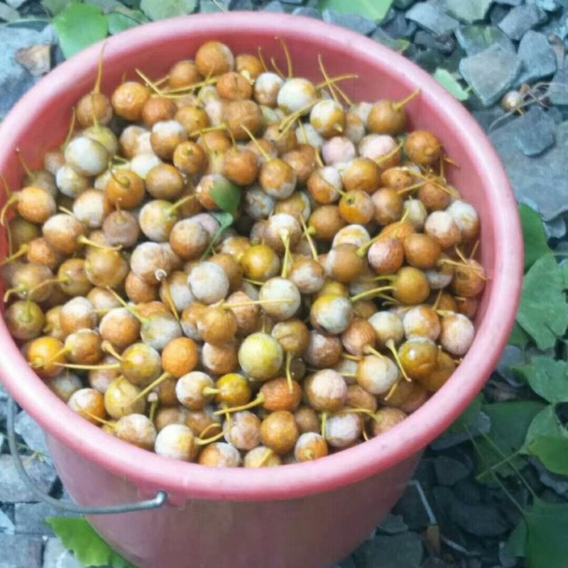 银杏果白果