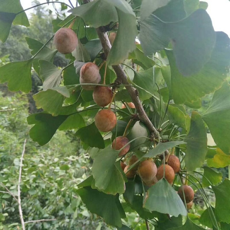 银杏果白果