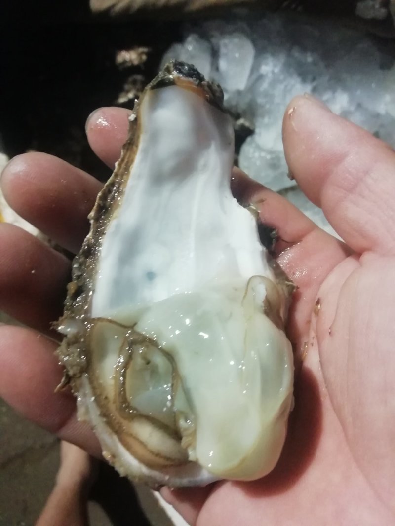 鲜活海蛎子乳山生蚝大量供货