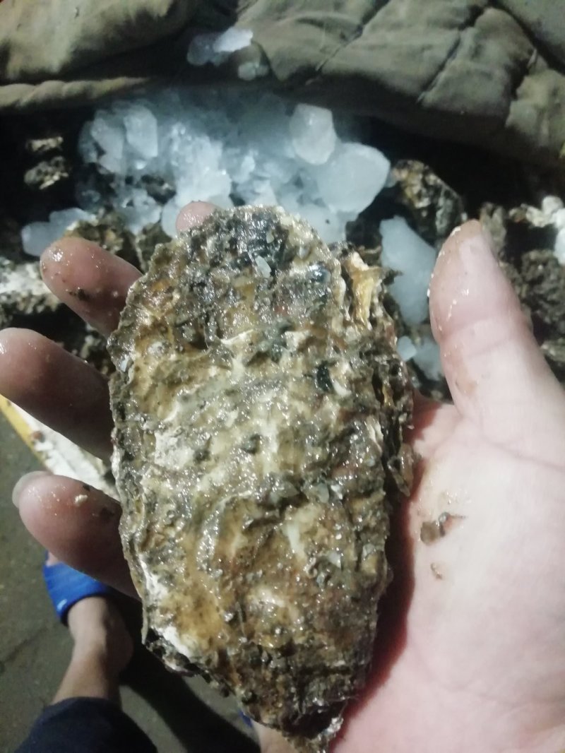鲜活海蛎子乳山生蚝大量供货