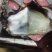 鲜活海蛎子乳山生蚝大量供货