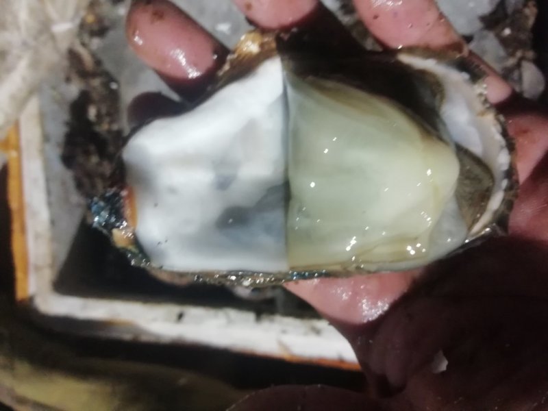 鲜活海蛎子乳山生蚝大量供货