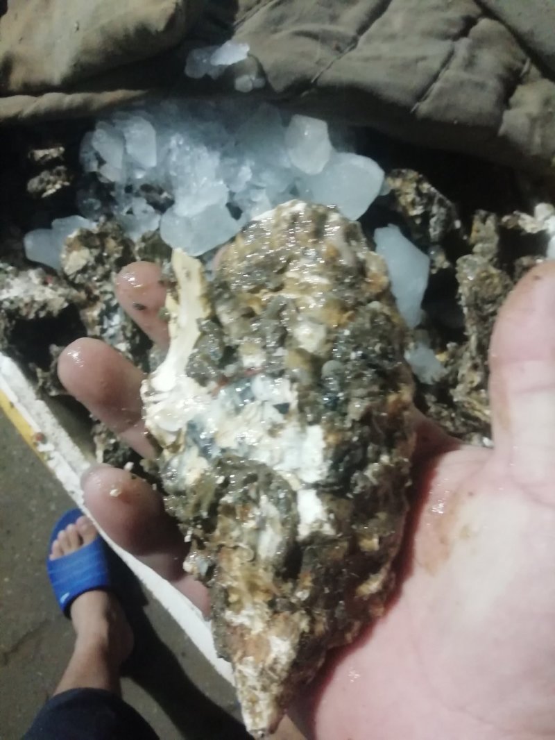 鲜活海蛎子乳山生蚝大量供货