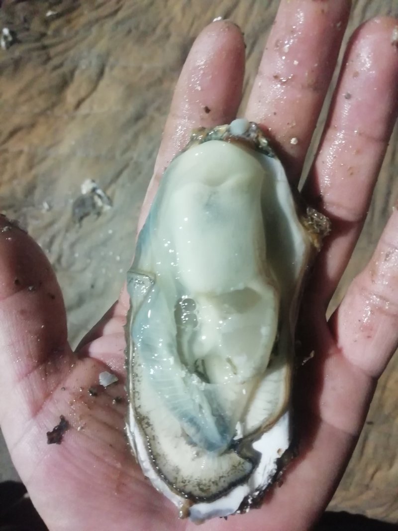 鲜活海蛎子乳山生蚝大量供货