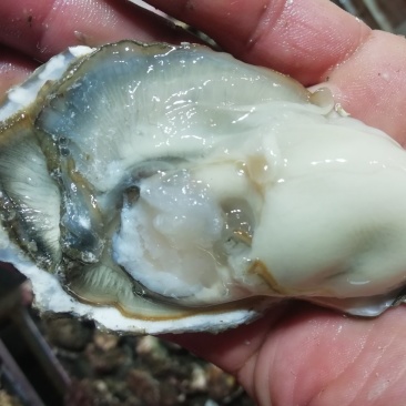 鲜活海蛎子乳山生蚝大量供货
