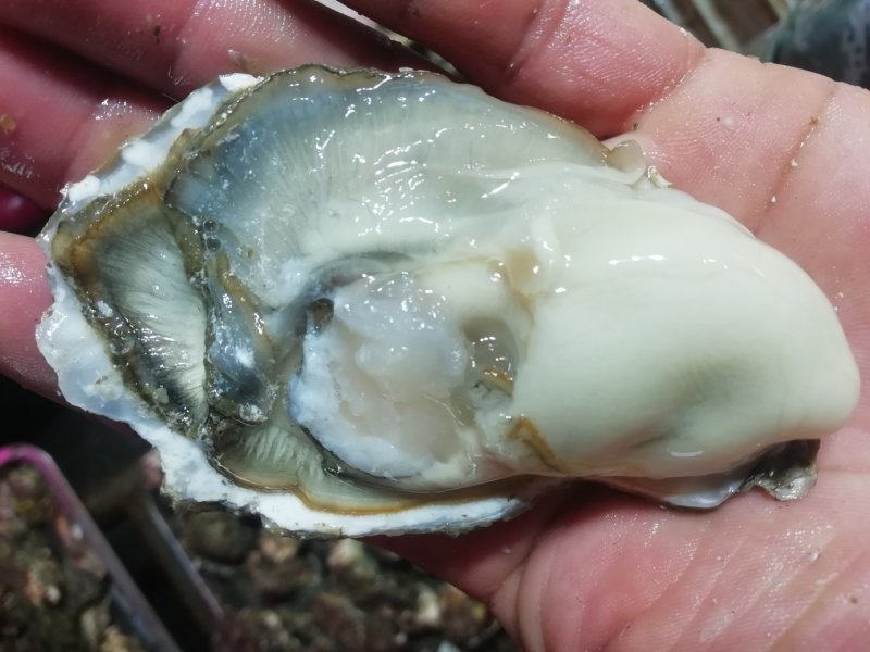 鲜活海蛎子乳山生蚝大量供货