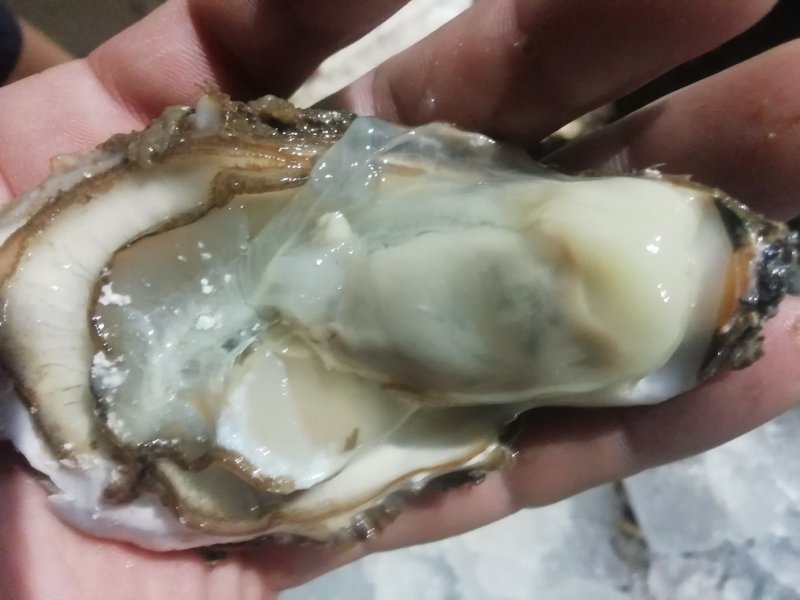 鲜活海蛎子乳山生蚝大量供货