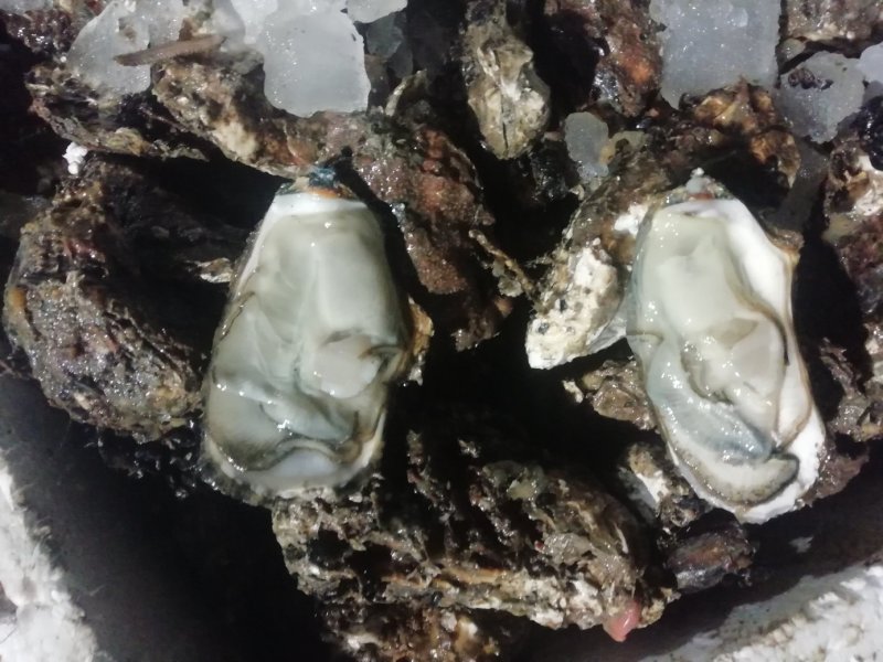 鲜活海蛎子乳山生蚝大量供货