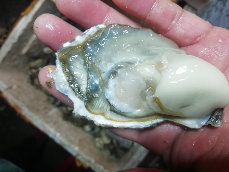 鲜活海蛎子乳山生蚝大量供货