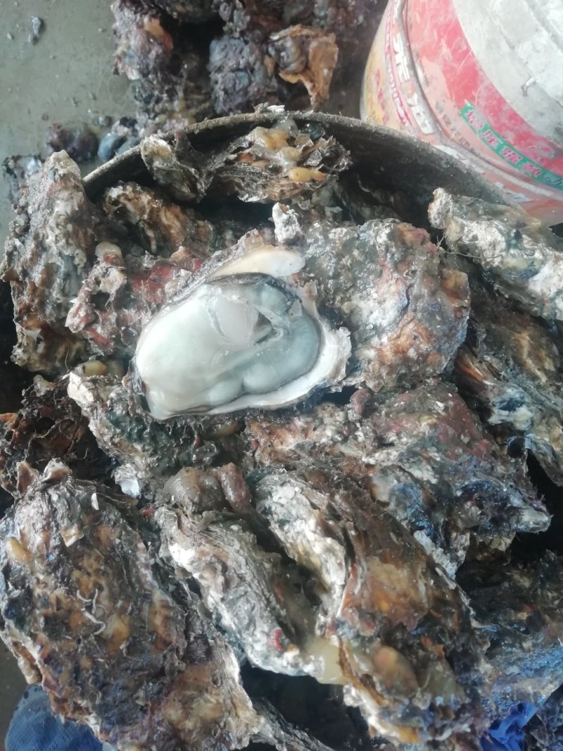 鲜活海蛎子乳山生蚝大量供货