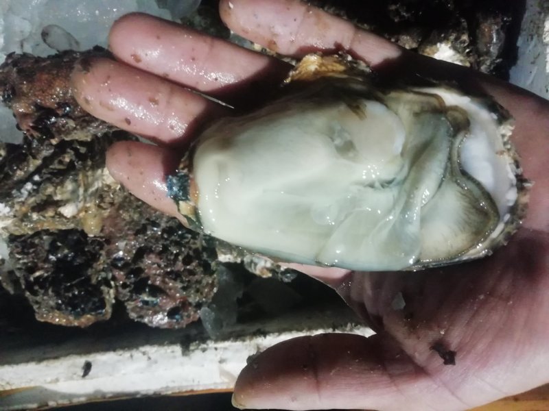 鲜活海蛎子乳山生蚝大量供货