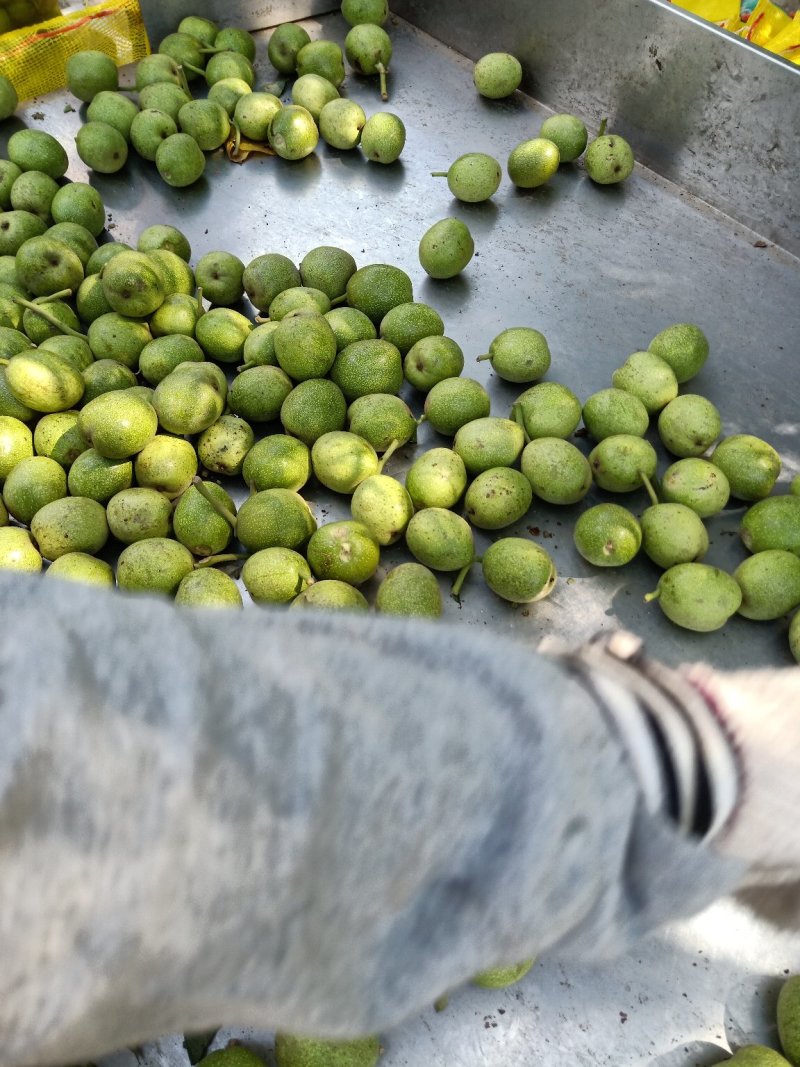 青皮核桃
