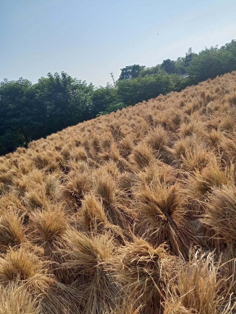 稻草供应