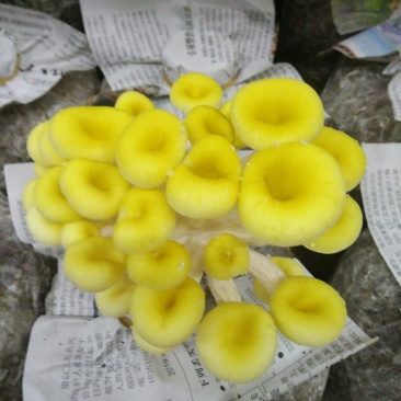 鸡油菌，榆黄蘑鲜品供应鸡油黄
