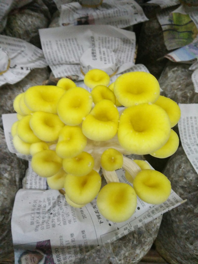 鸡油菌，榆黄蘑鲜品供应鸡油黄