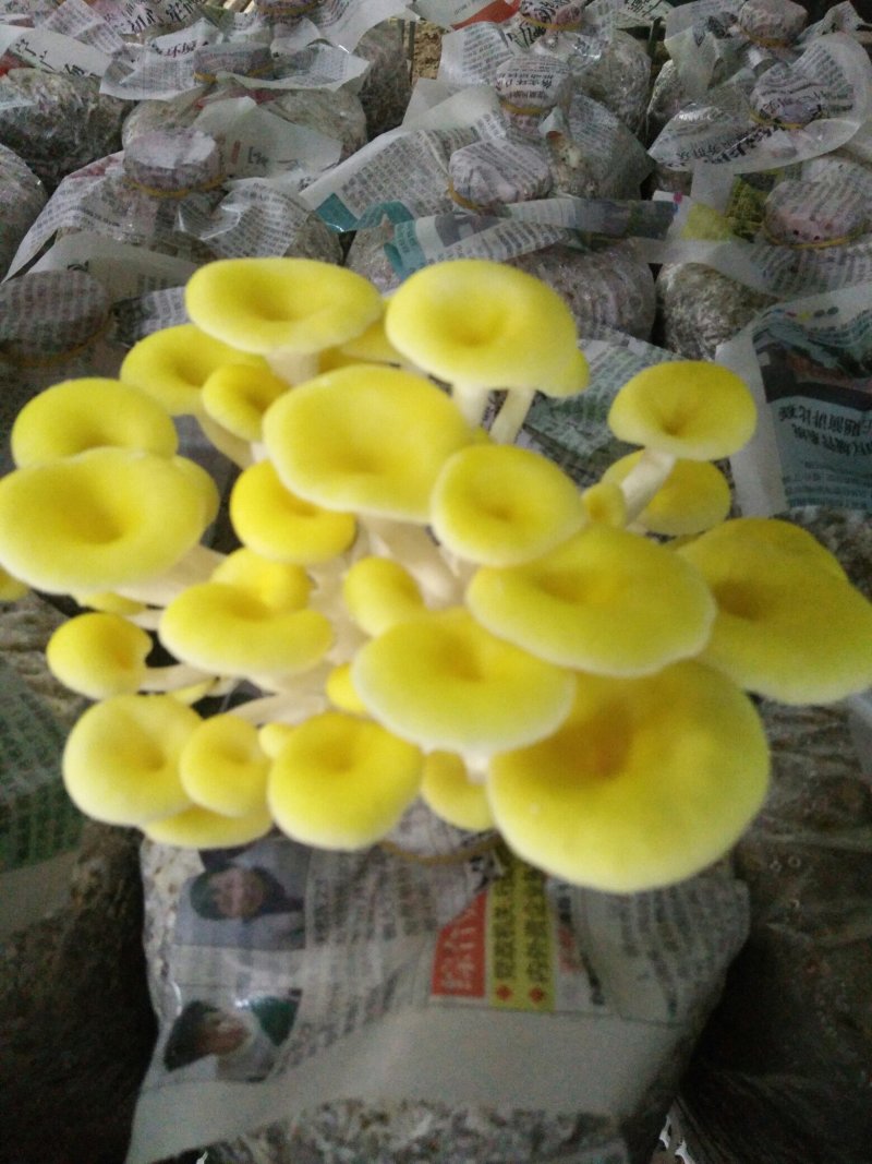 鸡油菌，榆黄蘑鲜品供应鸡油黄