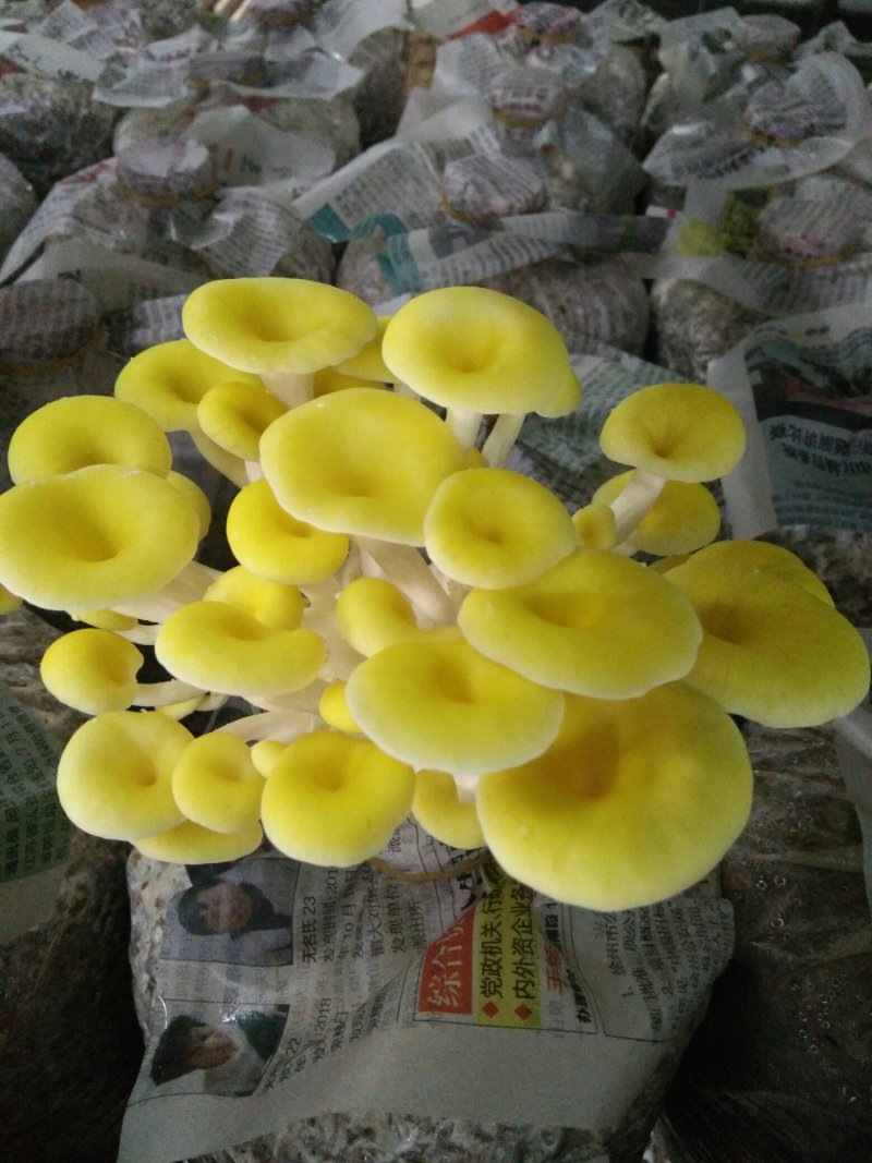 鸡油菌，榆黄蘑鲜品供应鸡油黄