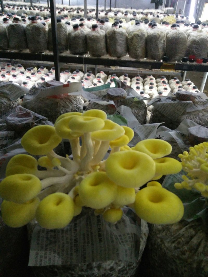 鸡油菌，榆黄蘑鲜品供应鸡油黄
