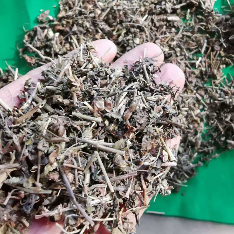 仙桃草仙桃草中药材蟠桃草蚊母草接骨仙桃草八卦仙