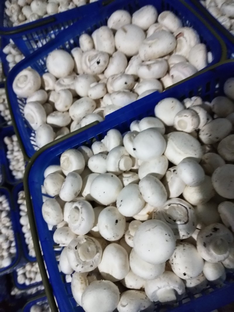 蔬菜