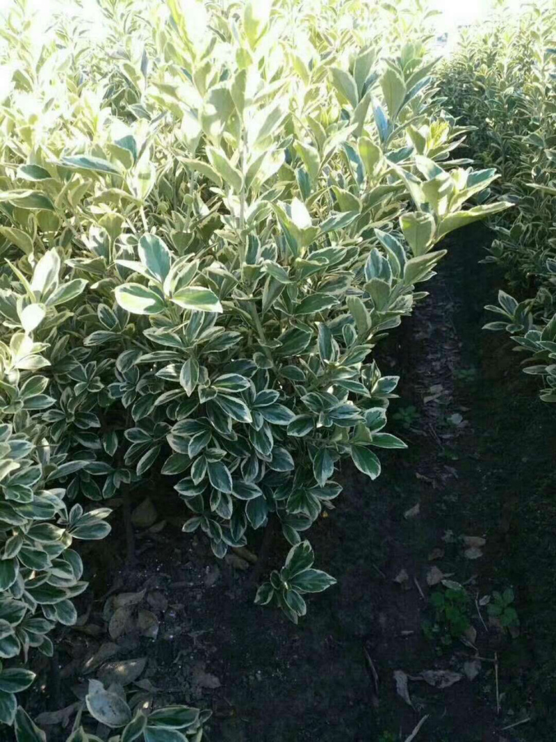 绿化苗木