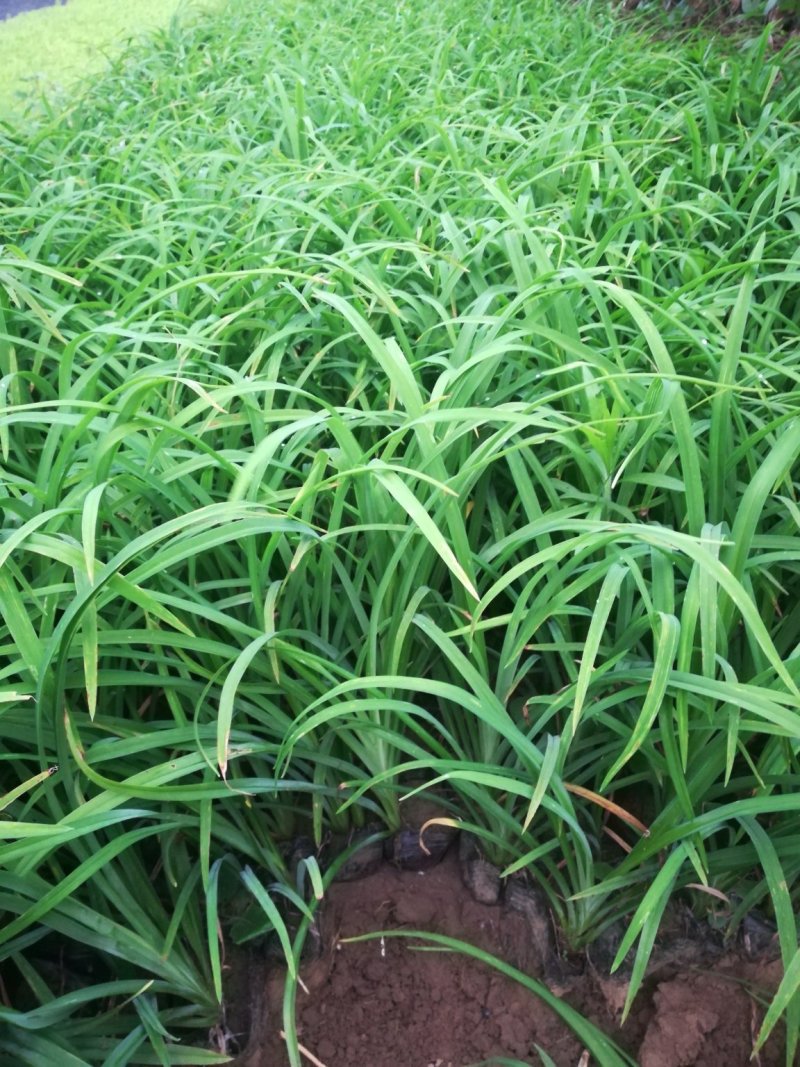 大花萱草