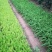 大花萱草