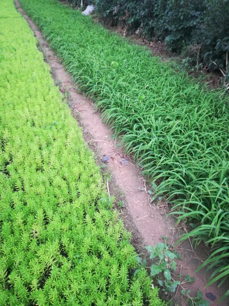 大花萱草