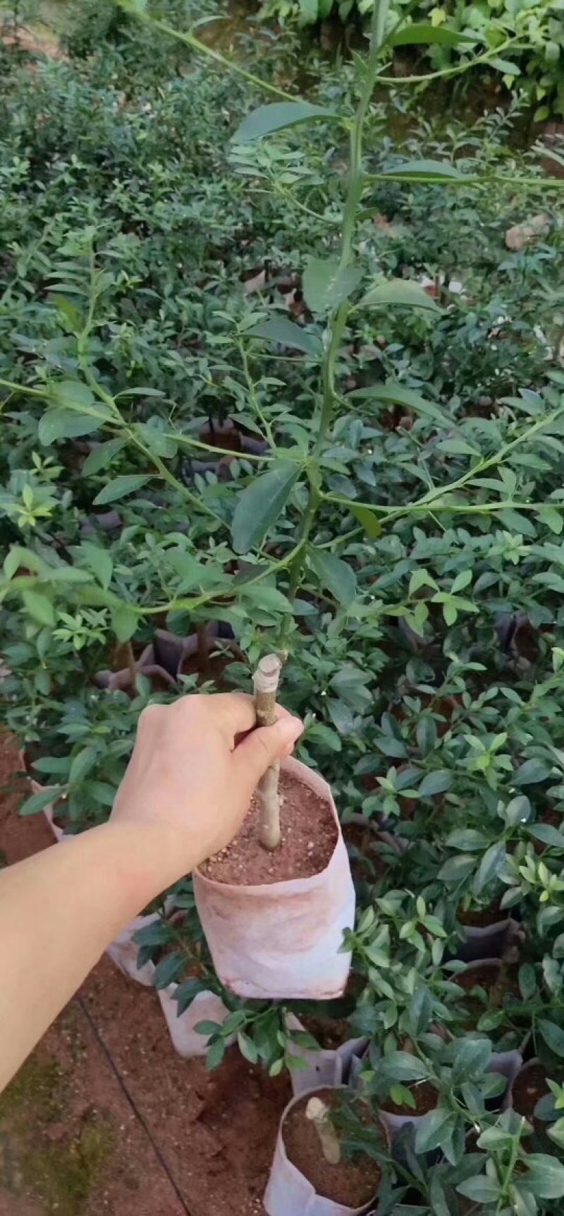 手指柠檬苗澳洲手指柠檬苗手指柠檬苗水香柠檬苗