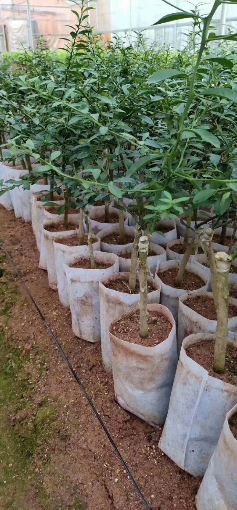 手指柠檬苗澳洲手指柠檬苗手指柠檬苗水香柠檬苗