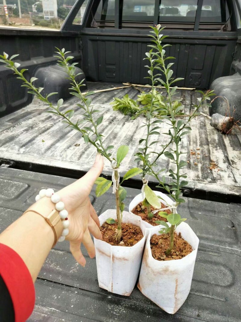 手指柠檬苗澳洲手指柠檬苗手指柠檬苗水香柠檬苗