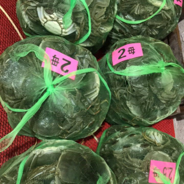 兴化大闸蟹批发国蟹市场106号鲜活公母