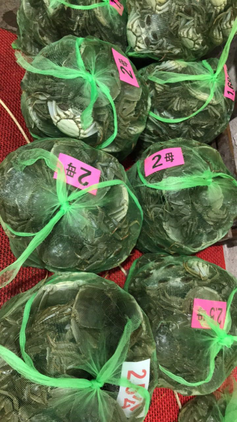 兴化大闸蟹批发国蟹市场106号鲜活公母