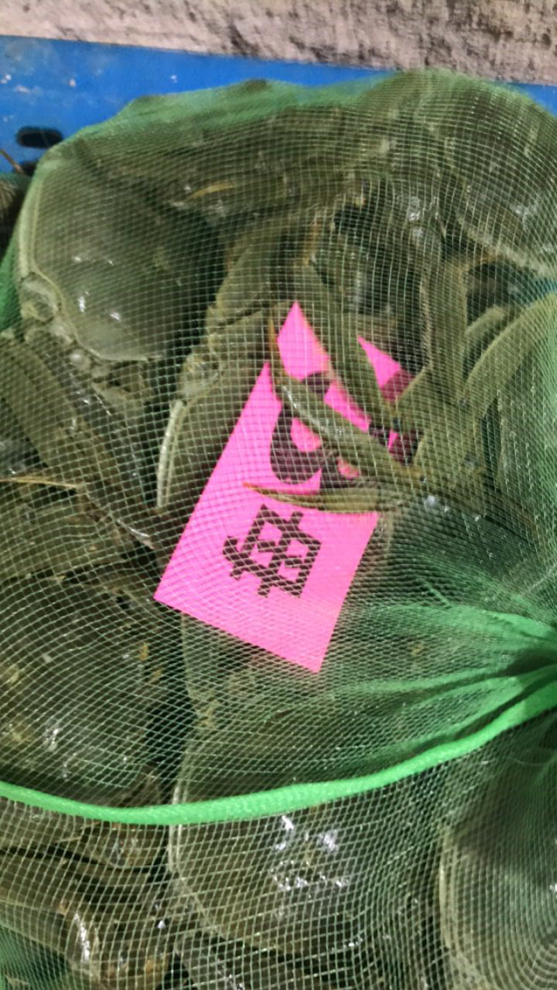 兴化大闸蟹批发国蟹市场106号鲜活公母