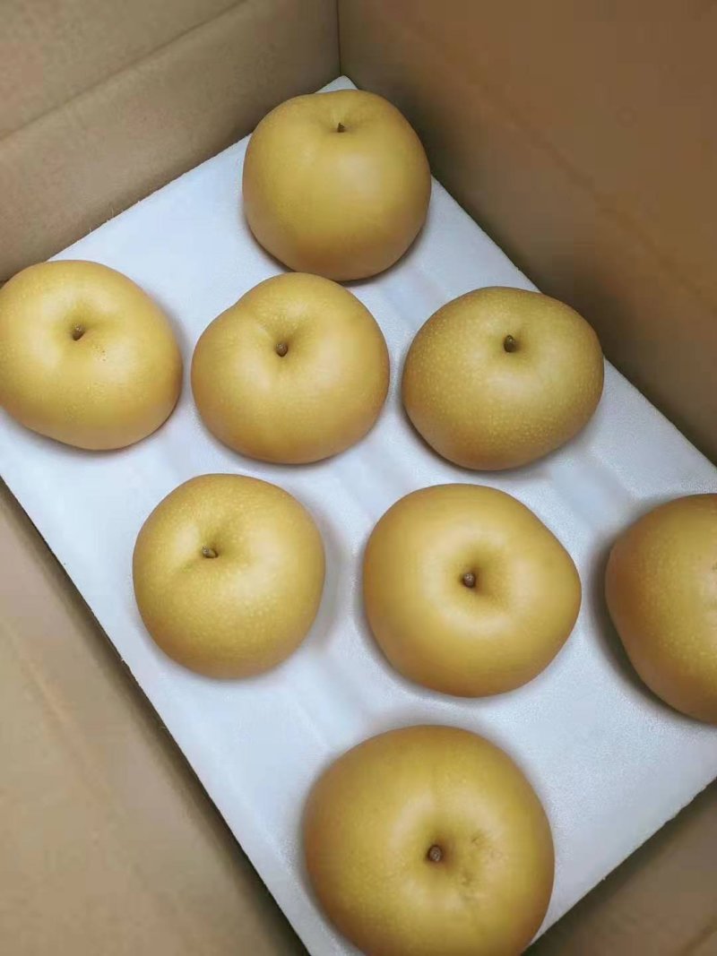 秋月梨，精品果，馆陶众康果品市场大量供应各种梨