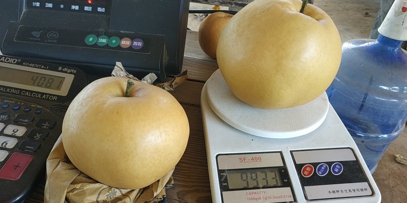 秋月梨，精品果，馆陶众康果品市场大量供应各种梨