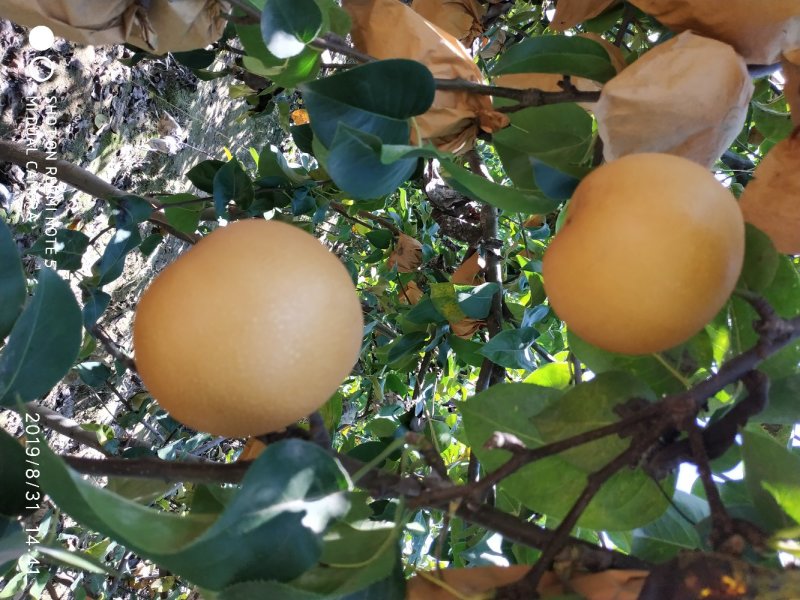 馆陶县众康果品站大量供应秋月梨各种水果，