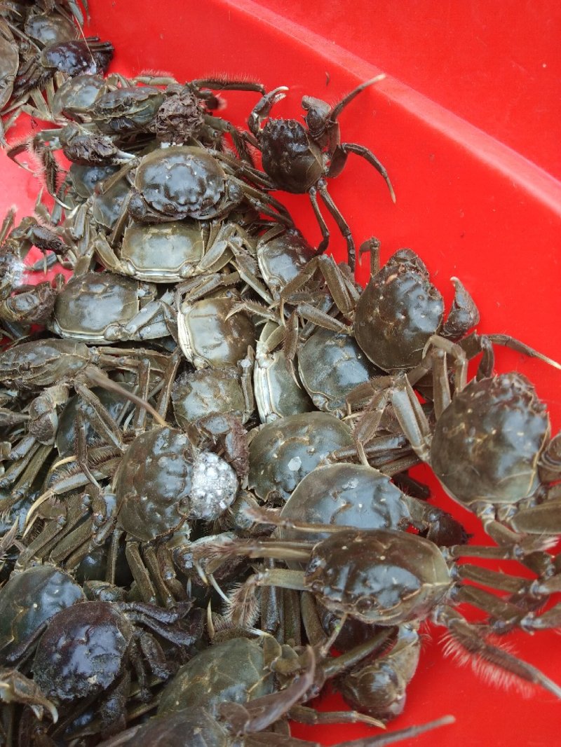 吉林白城月亮湖水库河蟹