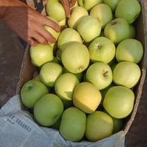黄元帅苹果大量上市，货源充足，有光果，套代果需要的联你
