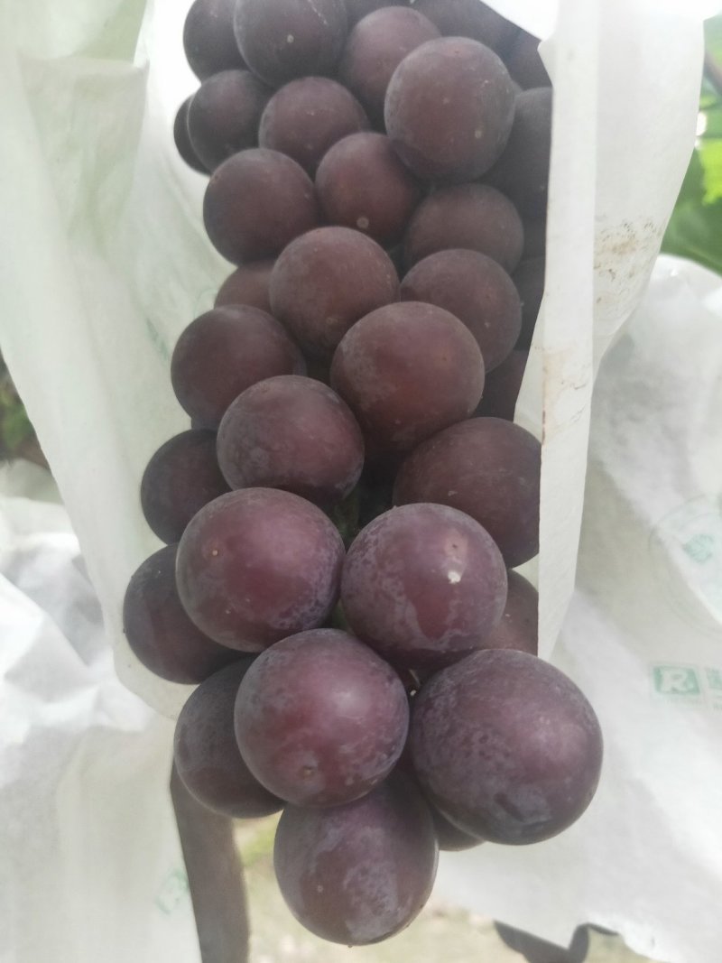 陕西渭南巨峰葡萄脆甜可口的甜葡萄