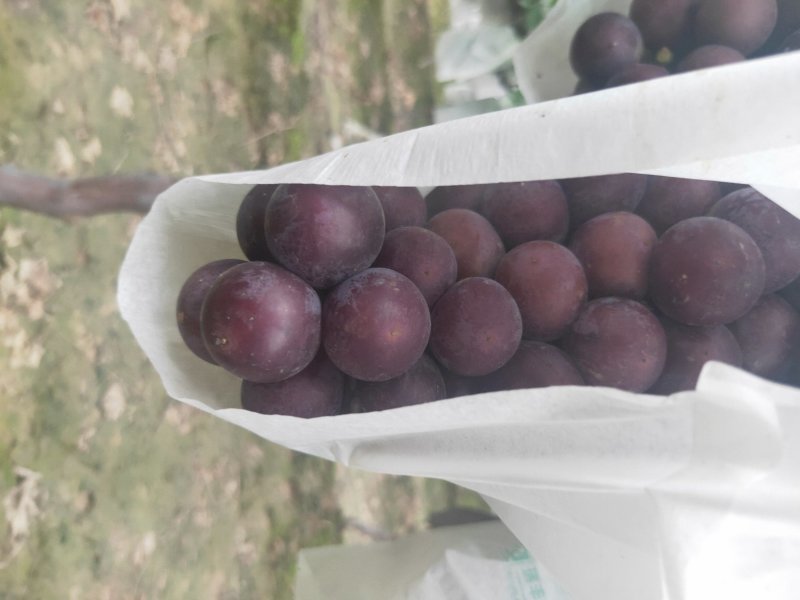 陕西渭南巨峰葡萄脆甜可口的甜葡萄