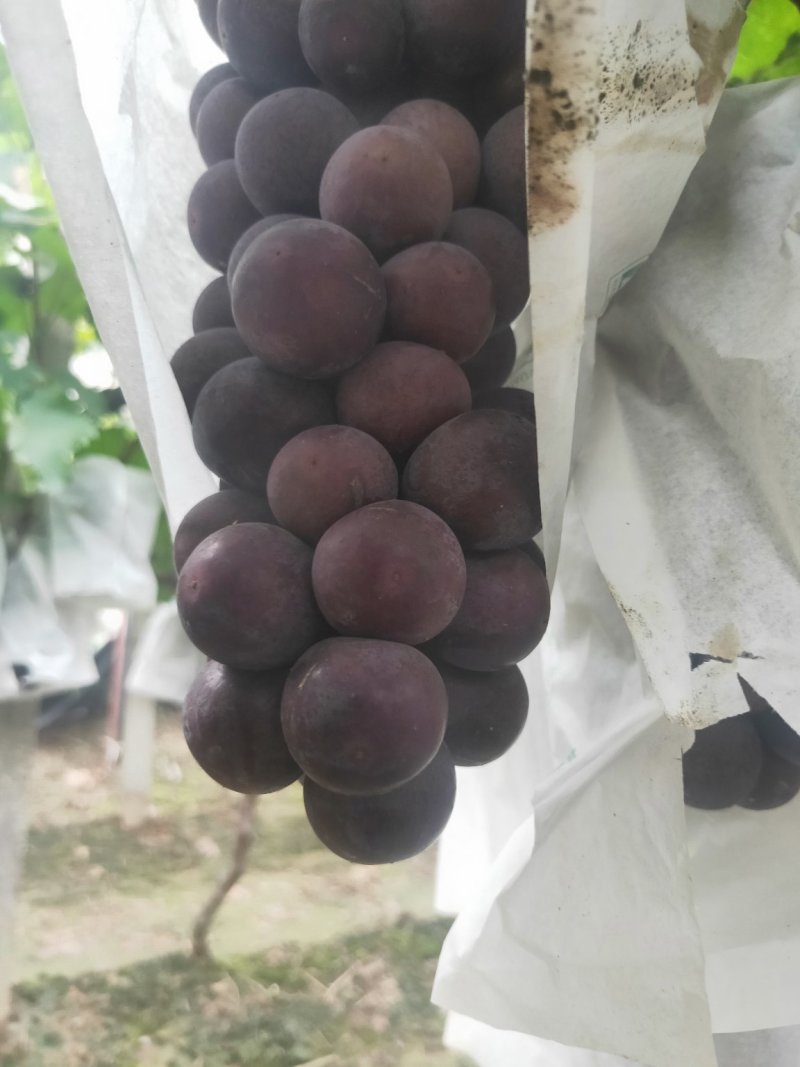 陕西渭南巨峰葡萄脆甜可口的甜葡萄
