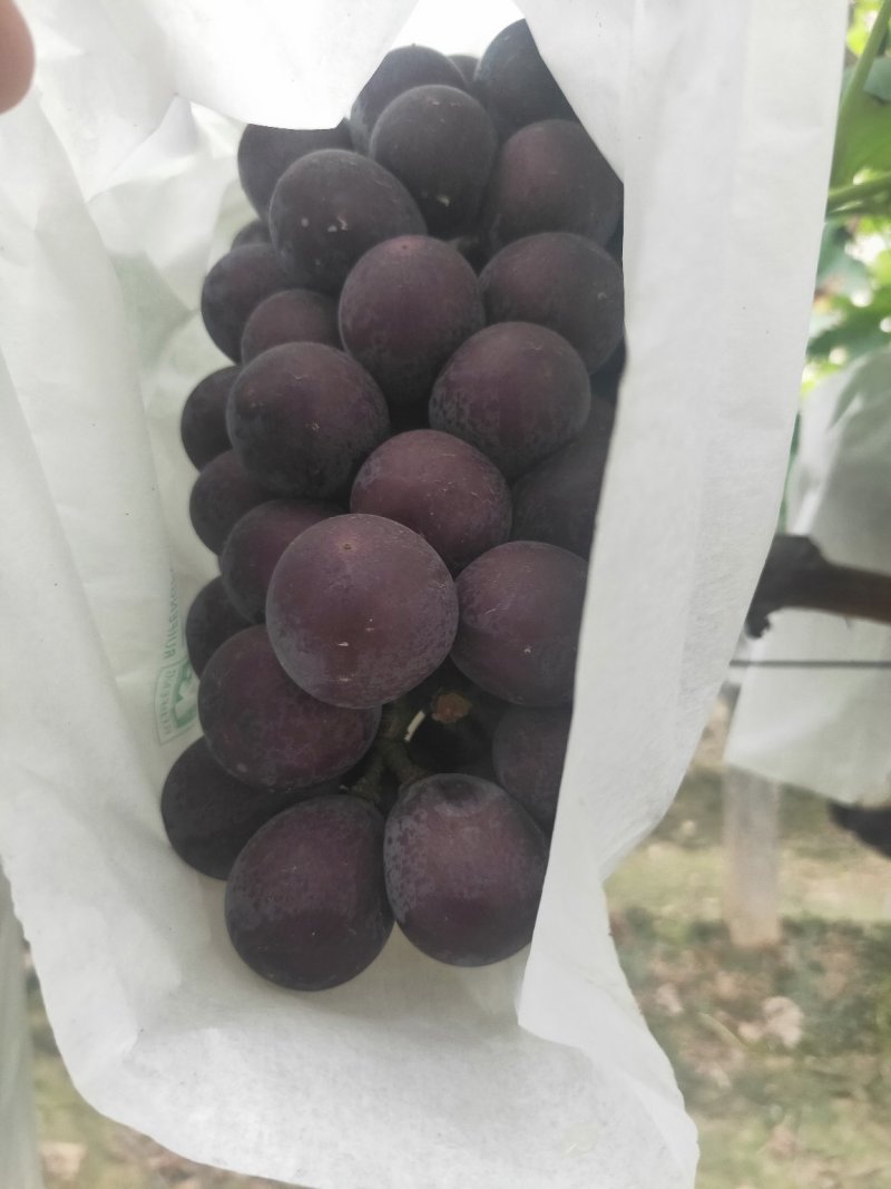 陕西渭南巨峰葡萄脆甜可口的甜葡萄