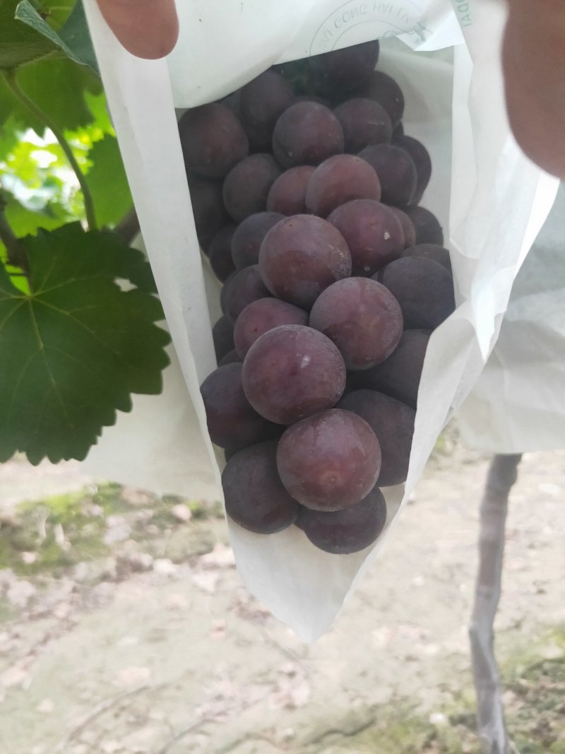 陕西渭南巨峰葡萄脆甜可口的甜葡萄
