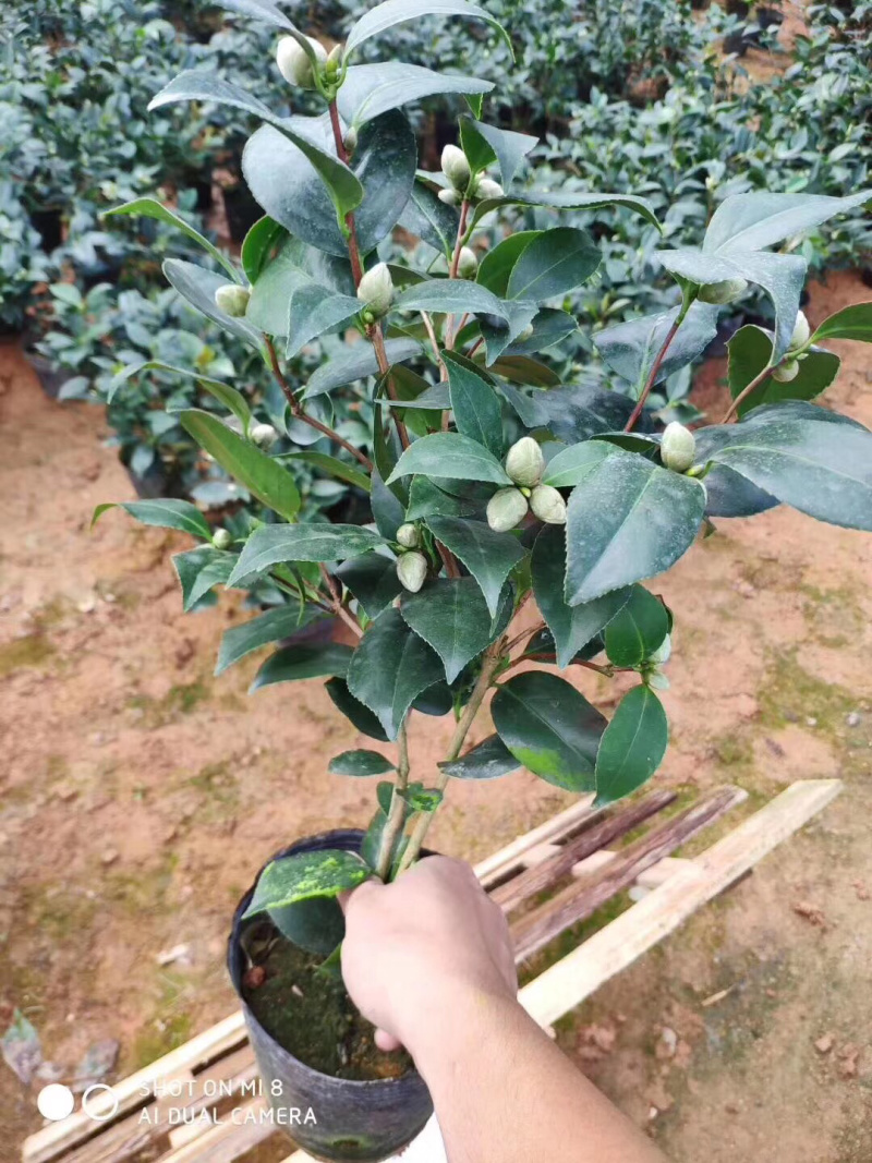 茶花五色赤丹，一树开多颜色的茶花，花开品非常漂亮