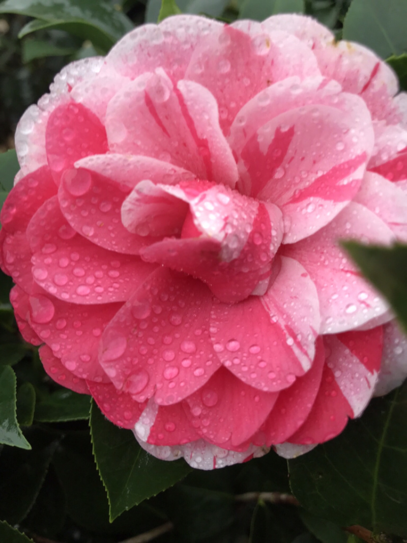 茶花五色赤丹，一树开多颜色的茶花，花开品非常漂亮