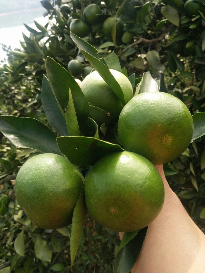 【优质】东江湖普早蜜橘70—90cm、皮薄化渣