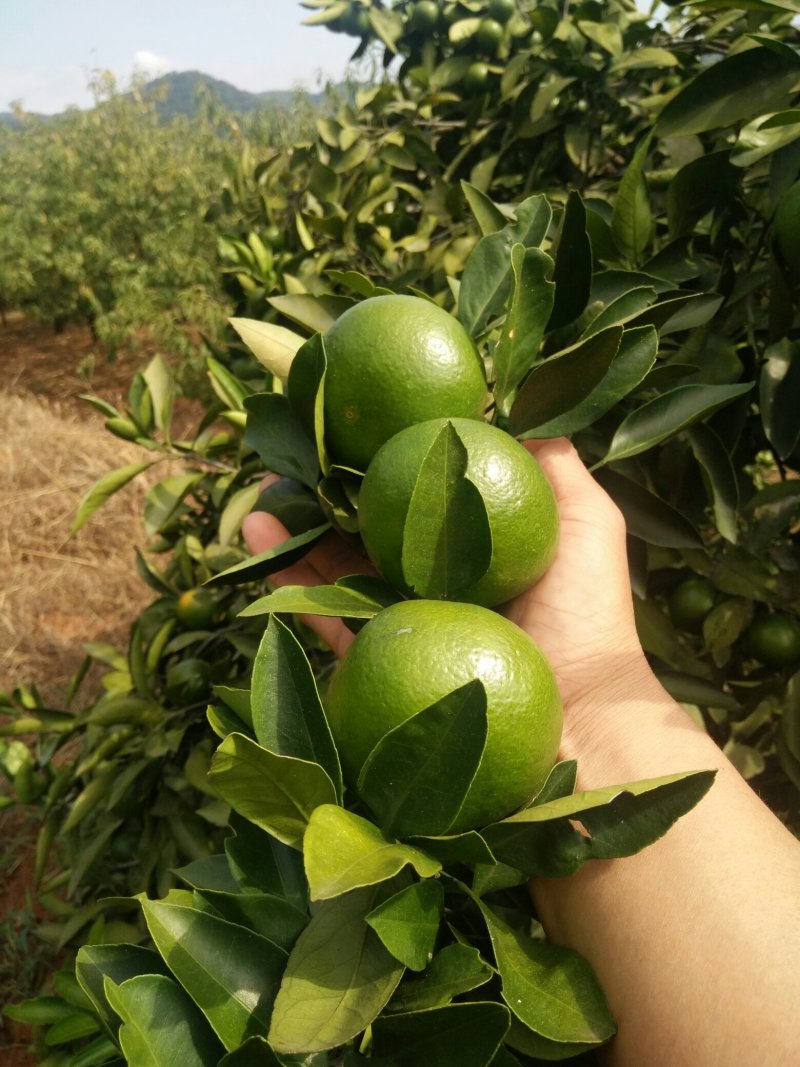 【优质】东江湖普早蜜橘70—90cm、皮薄化渣